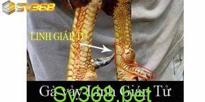 78 vảy gà tốt nên chọi - Linh Giáp Tử