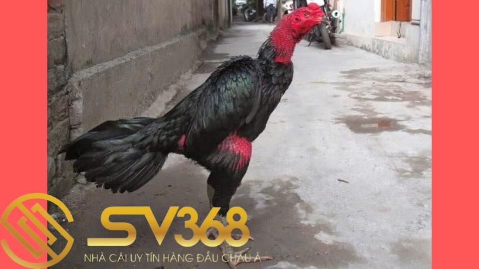 Bán máy tập thể lực cho gà, giúp tăng khả năng chiến đấu 5 Bán máy tập thể lực cho gà ở tại TPHCM và trên toàn quốc