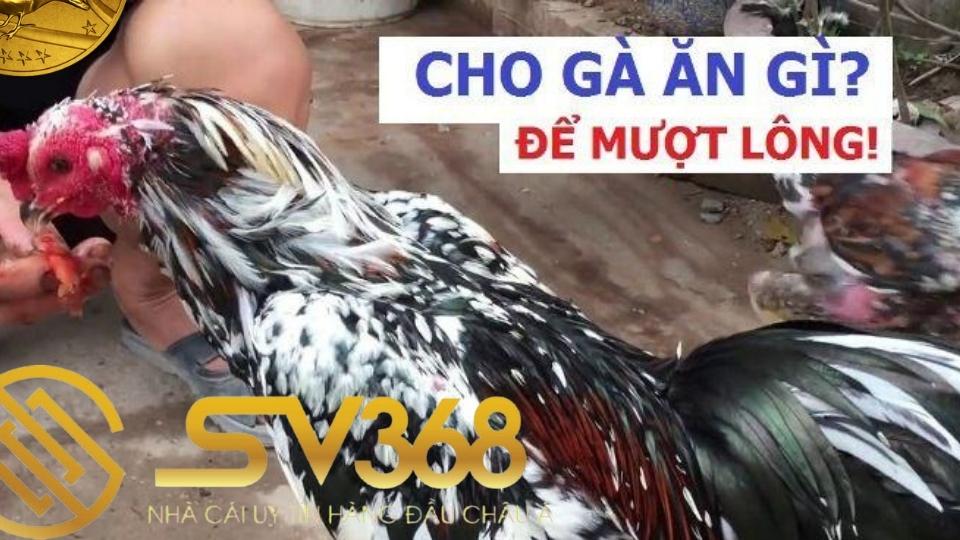 Cách nhận biết gà thay lông cần nắm rõ thời điểm thay lông