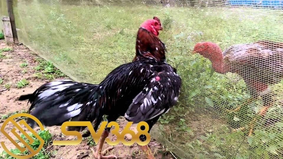Một số cách vần gà chọi vụ lông 2 đúng kĩ thuật không làm hỏng gà 3 Cách vần gà chọi vụ lông 2