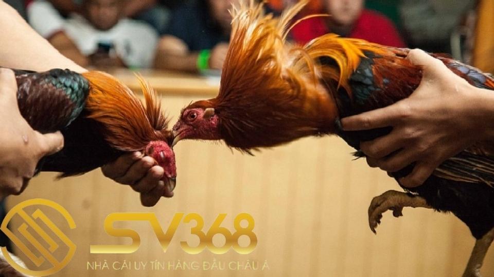 Một số cách vần gà chọi vụ lông 2 đúng kĩ thuật không làm hỏng gà 4 Cach van ga choi vu long 2 co tac dung gi