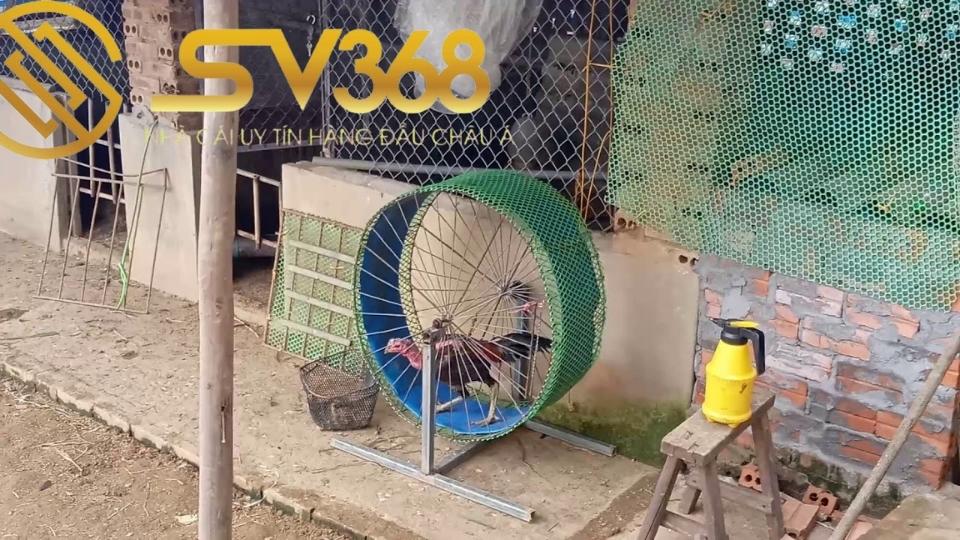Bán máy tập thể lực cho gà, giúp tăng khả năng chiến đấu 4 Giá của một máy tập thể lực cho gà là bao nhiêu