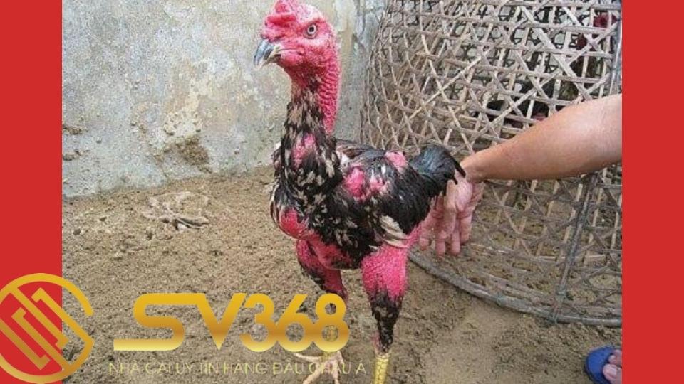 Một số vấn đề cần lưu ý khi gà thay lông