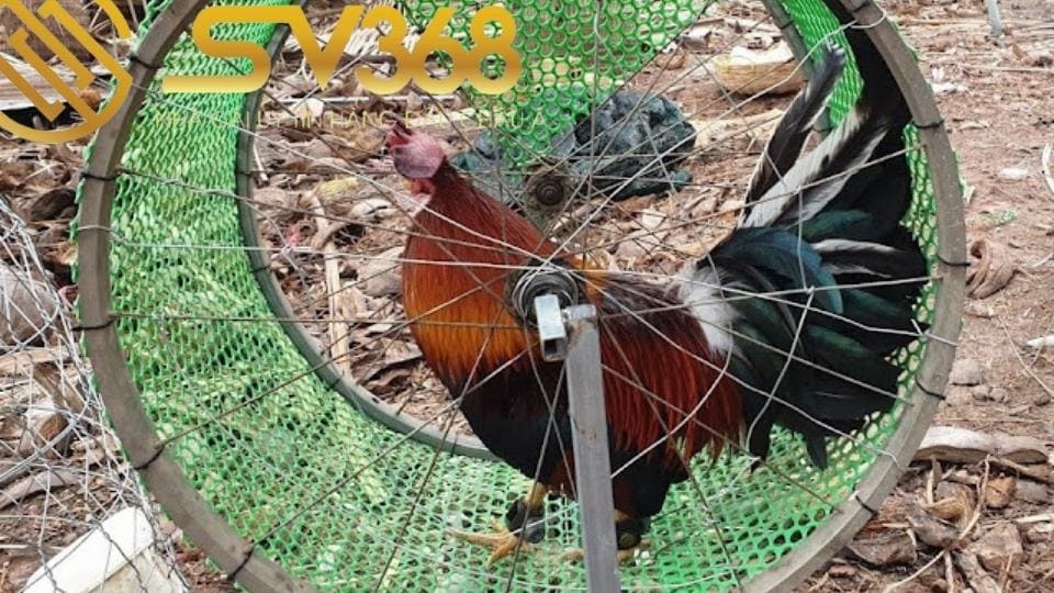 Bán máy tập thể lực cho gà, giúp tăng khả năng chiến đấu 2 Sử dụng máy tập thể lực cho gà thì có những lợi ích gì