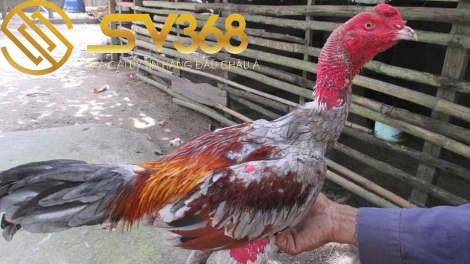 Bán máy tập thể lực cho gà, giúp tăng khả năng chiến đấu 3 Tiết kiệm các khoản về chi phí đầu tư