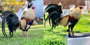 Các dòng gà Mỹ nổi tiếng hiện nay