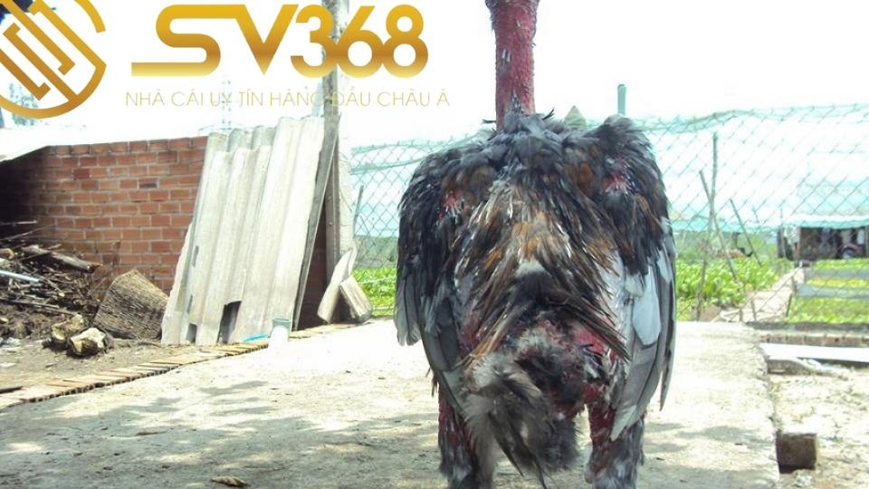 cách nhận biết gà thay lông