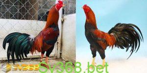 Hướng dẫn cách nuôi gà đá tại sv368 62 Bật mí cách nuôi gà đá luôn thắng không phải ai cũng biết
