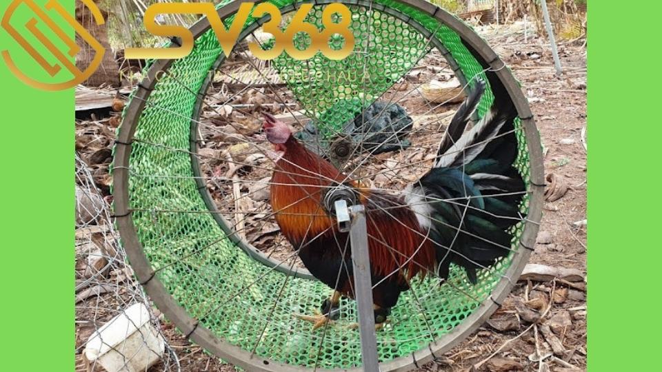Một số cách vần gà chọi vụ lông 2 đúng kĩ thuật không làm hỏng gà 5 cach phan ga choi vu long 2
