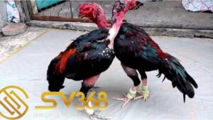 Một số cách vần gà chọi vụ lông 2 đúng kĩ thuật không làm hỏng gà 28 cách vần gà chọi vụ lông 2