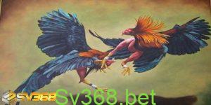 chơi đá gà tại nhà cái nào uy tín nhất - Sv368 63 Sơ lược về chơi đá gà tại nhà cái nào uy tín