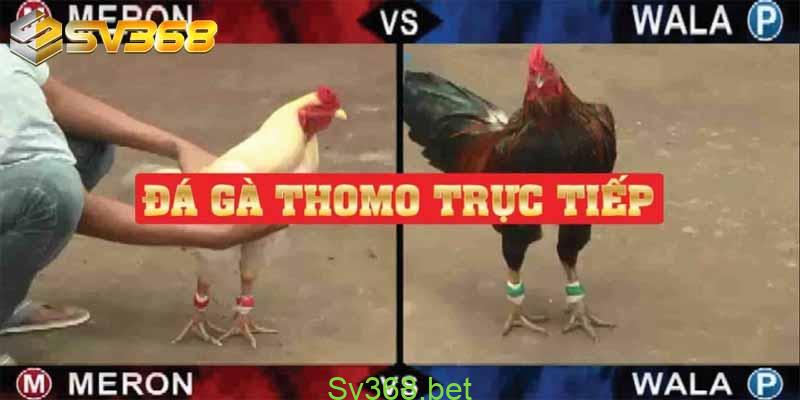 Đá gà cựa tròn Thái Lan hấp dẫn kịch tính tại nhà cái Sv368 4 da ga cua tron 3