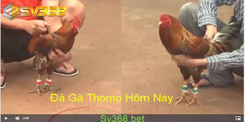 Đá gà cựa tròn Thái Lan hấp dẫn kịch tính tại nhà cái Sv368 5 da ga cua tron 4