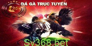 Đá gà và cách chơi đá gà trực tuyến tại sv368