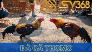 Đá gà thomo Tại Sv638- Nơi hội tụ các kê thủ đẳng cấp 67 da ga thomo