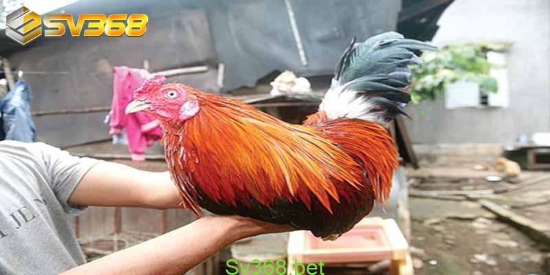 Gà bị lác mặt - Nguyên nhân và cách điều trị nhanh hết 5 ga bi lac mat 4