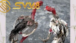 6 cách nhận biết gà bị nấm vảy chân và cách điều trị 43 Nguyên nhân do đá chọi gà