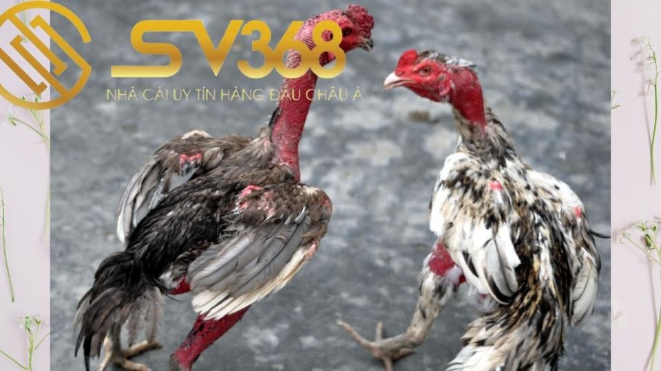 6 cách nhận biết gà bị nấm vảy chân và cách điều trị 3 Nguyên nhân do đá chọi gà
