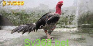 Mục đích nuôi gà lai chọi sọc