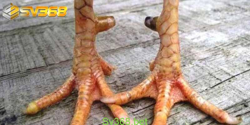 Tìm hiểu về Vảy gà vấn cán tốt hay xấu | SV368 2 ga van can 2