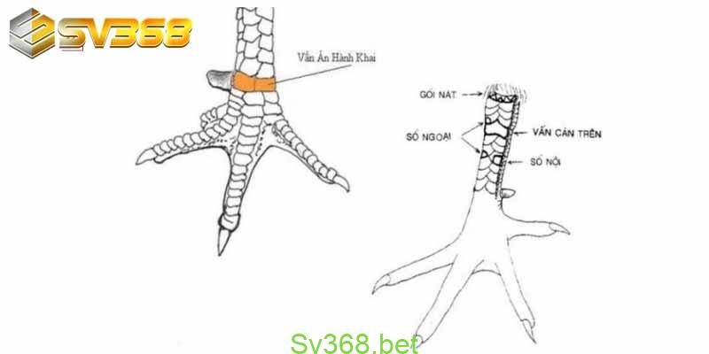 Tìm hiểu về Vảy gà vấn cán tốt hay xấu | SV368 5 Anhtran11