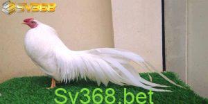Giải gà tre thomo mới nhất năm 2024- Sv368 53 Thời gian mỗi hiệp của giải gà tre thomo mới nhất tối đa là 15 phút