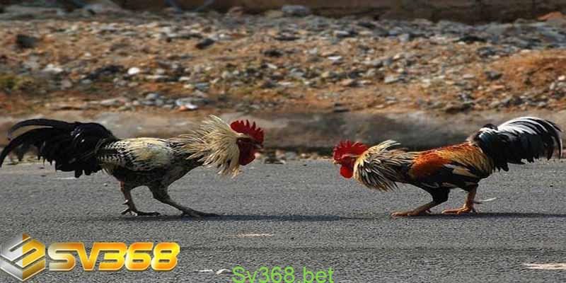 Khuyến mãi dành cho đá gà tại nhà cái Sv368 5 khuyen mai danh cho da ga 4