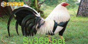 Kinh nghiệm nuôi gà mỹ tại Sv368 47 Với kinh nghiệm nuôi gà mỹ, dù là nuôi gà chọi để bán hay nuôi gà để tham gia vào các trận đấu thì các sư kê cũng cần biết các kỹ thuật nuôi và cũng cần hiểu về các đặc điểm của các giống gà. Do đó, trước khi tìm hiểu về kinh nghiệm nuôi gà Mỹ, nhà cái Sv368 sẽ cùng các bạn tìm hiểu kỹ hơn về đặc điểm của giống gà mỹ – một giống gà chọi đang được rất nhiều sư kê Việt Nam ưa chuộng.