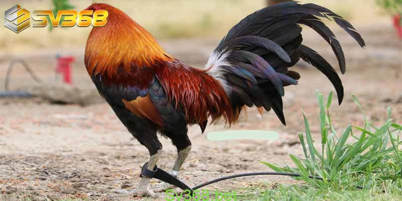 Kinh nghiệm nuôi gà mỹ tại Sv368 4 kinh nghiem nuoi ga my 3