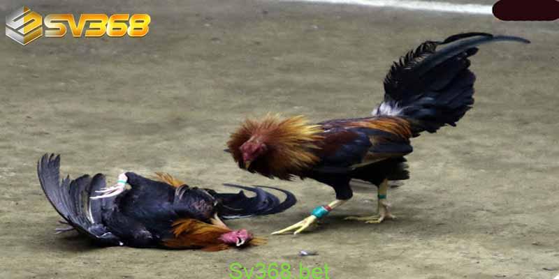 Kinh nghiệm nuôi gà mỹ tại Sv368 5 kinh nghiem nuoi ga my 4