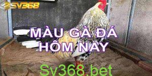 Cách xem màu mạng gà đá hôm nay | SV368 57 Dân chơi gà