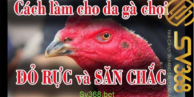 thuoc bo cho ga da 2