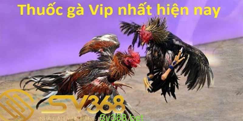 thuốc víp cho gà đá