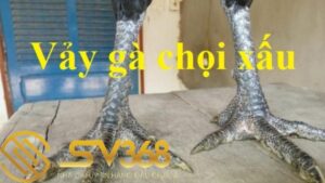Vảy gà nội hoa đăng có ở gà là tốt hay xấu? 38 vảy gà nội hoa đăng