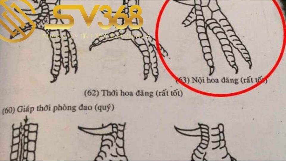 Vảy gà nội hoa đăng có ở gà là tốt hay xấu? 4 vảy gà nội hoa đăng