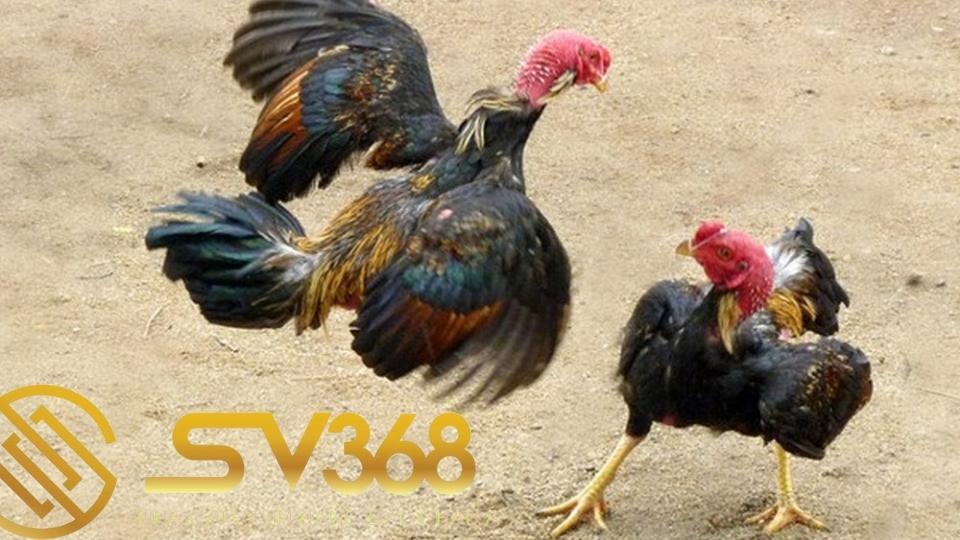 Vảy gà nội hoa đăng có ở gà là tốt hay xấu? 5 vảy gà nội hoa đăng