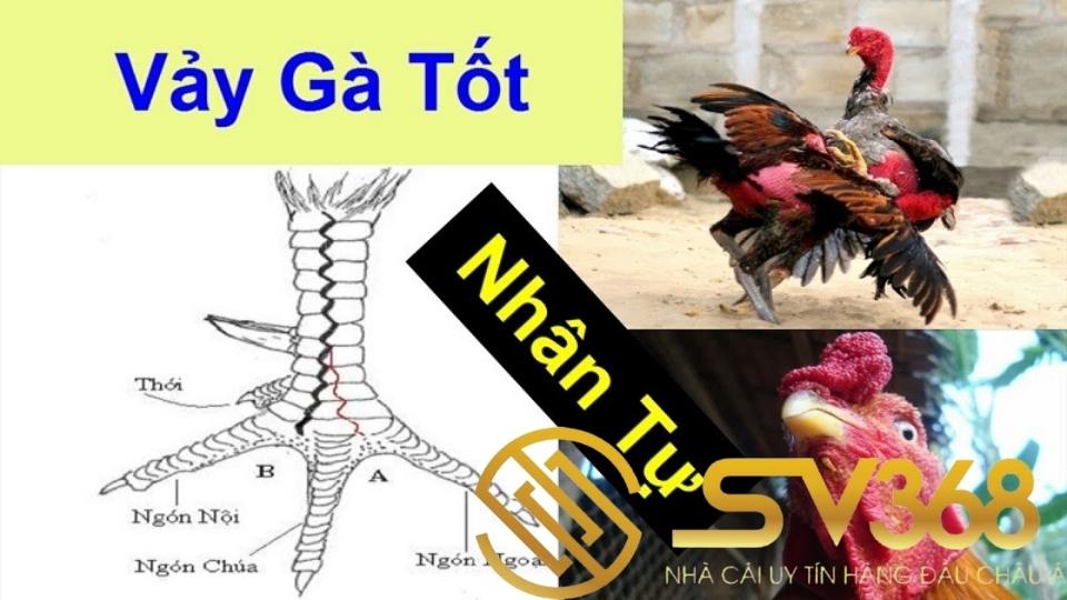 Vảy gà nội hoa đăng có ở gà là tốt hay xấu? 3 vảy gà nội hoa đăng