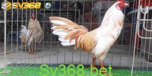 Sv368 - Xem chơi đá gà tre hot nhất hiện nay 52 Đôi nét về đá gà tre – Xem chơi đá gà tre