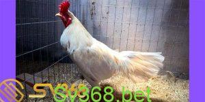 gà bướm an giang