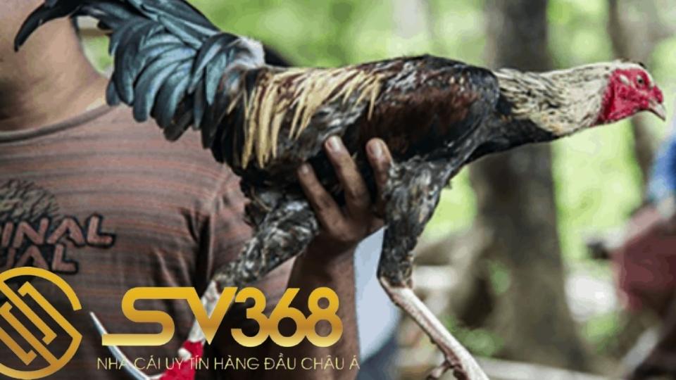 Đặc điểm gà mỹ dòng kelso chiến kê thông minh 2 Nguồn gốc của gà mỹ dòng kelso