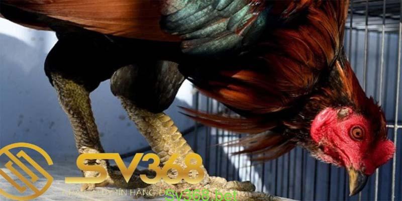 20 kiểu vảy gà chọi thần kê cực kì quý hiếm 4 vay ga choi than ke 1 4