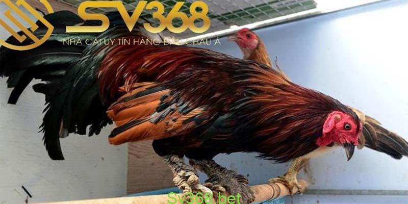 20 kiểu vảy gà chọi thần kê cực kì quý hiếm 5 vay ga choi than ke 1 5