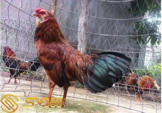 Gà mã lại là gì ? Có nên nuôi giống gà mã lại đá không ? 3 ga ma lai 1