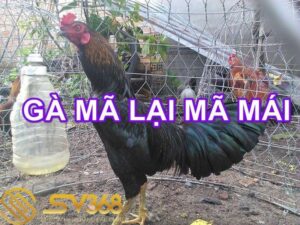 Gà mã lại là gì ? Có nên nuôi giống gà mã lại đá không ? 6 Gà mã lại