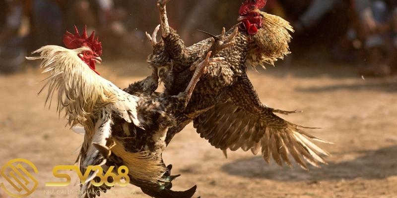 Hướng dẫn đăng ký tài khoản xem đá gà SV388 - SV368 2 Hướng dẫn đăng ký tài khoản xem đá gà Sv388 - Sv368