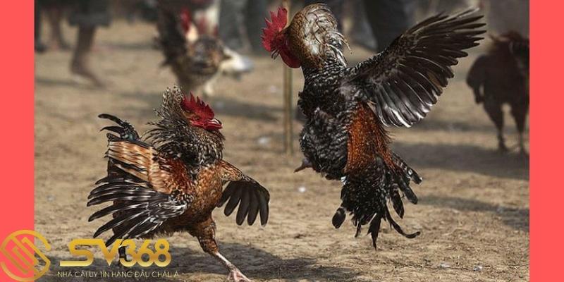 Hướng dẫn đăng ký tài khoản xem đá gà SV388 - SV368 3 sv388