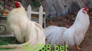 Top các giống gà tre đẹp được ưa chuộng nhất năm 2024 1 Hình 3. Gà tre Tân Châu
