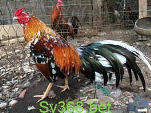 Hình 1: Mô hình nuôi gà đá cựa sắt